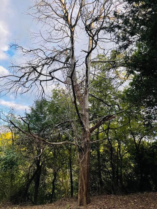 Bastrop Tiny Disc Golf Retreat Villa ภายนอก รูปภาพ