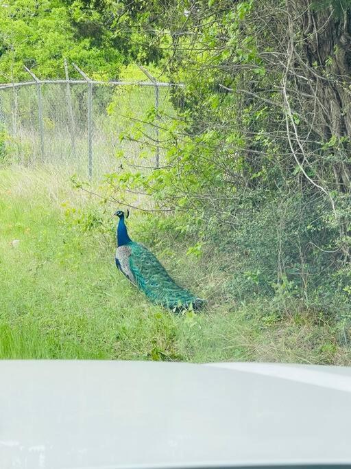 Bastrop Tiny Disc Golf Retreat Villa ภายนอก รูปภาพ