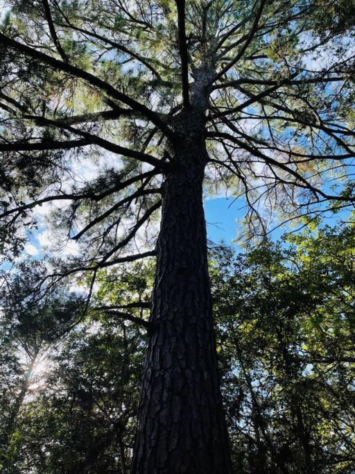 Bastrop Tiny Disc Golf Retreat Villa ภายนอก รูปภาพ